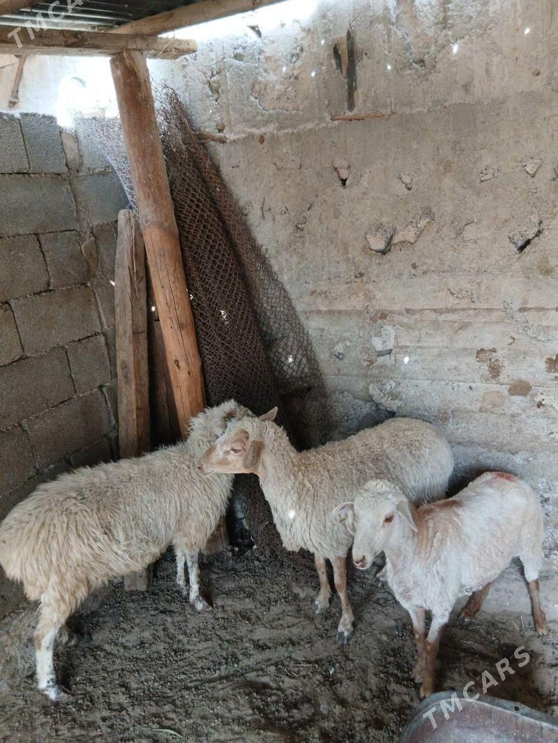 Goyun Merenos - Garadamak Şor - img 2