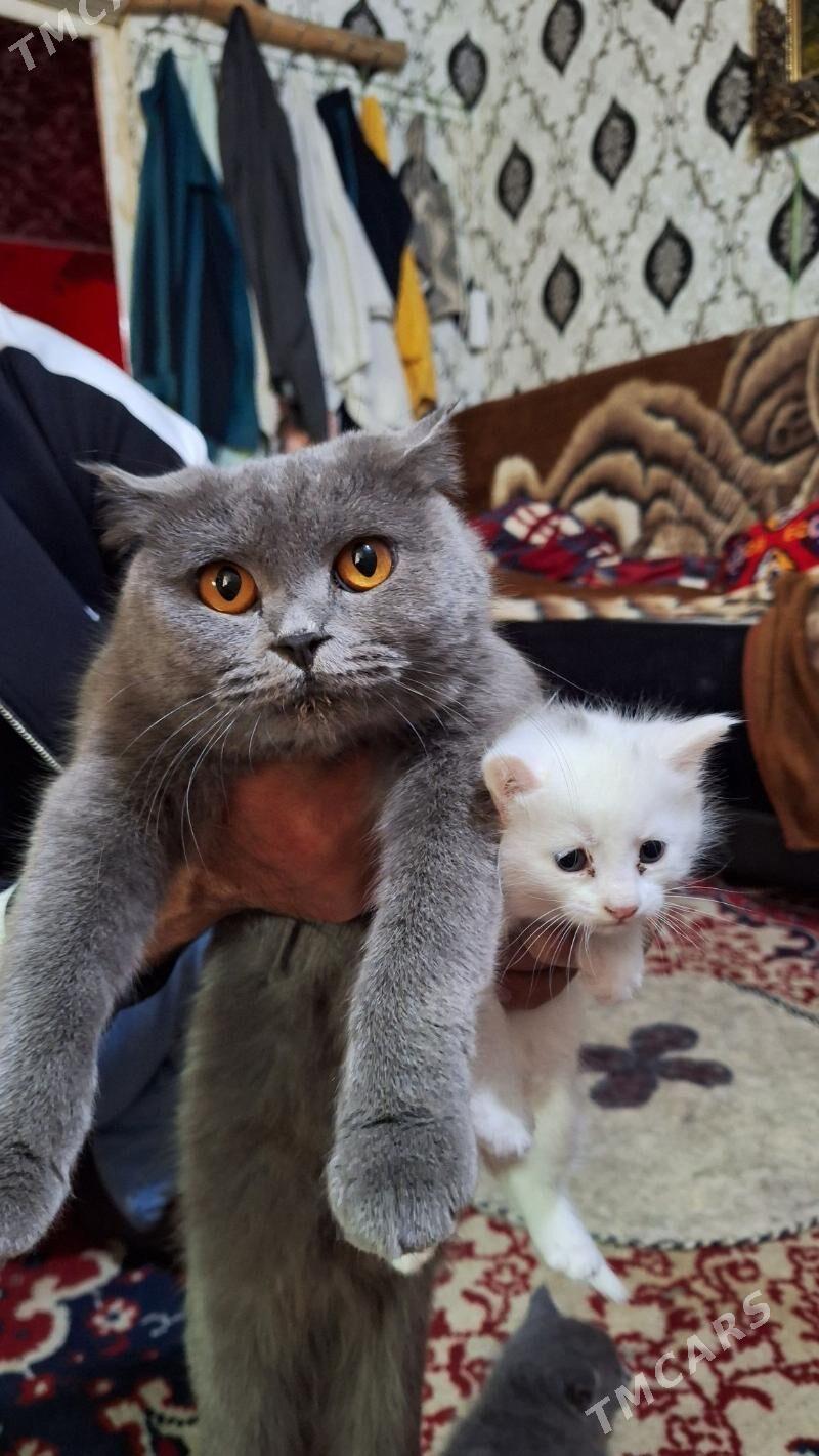 котята - Бузмеин ГРЭС - img 3