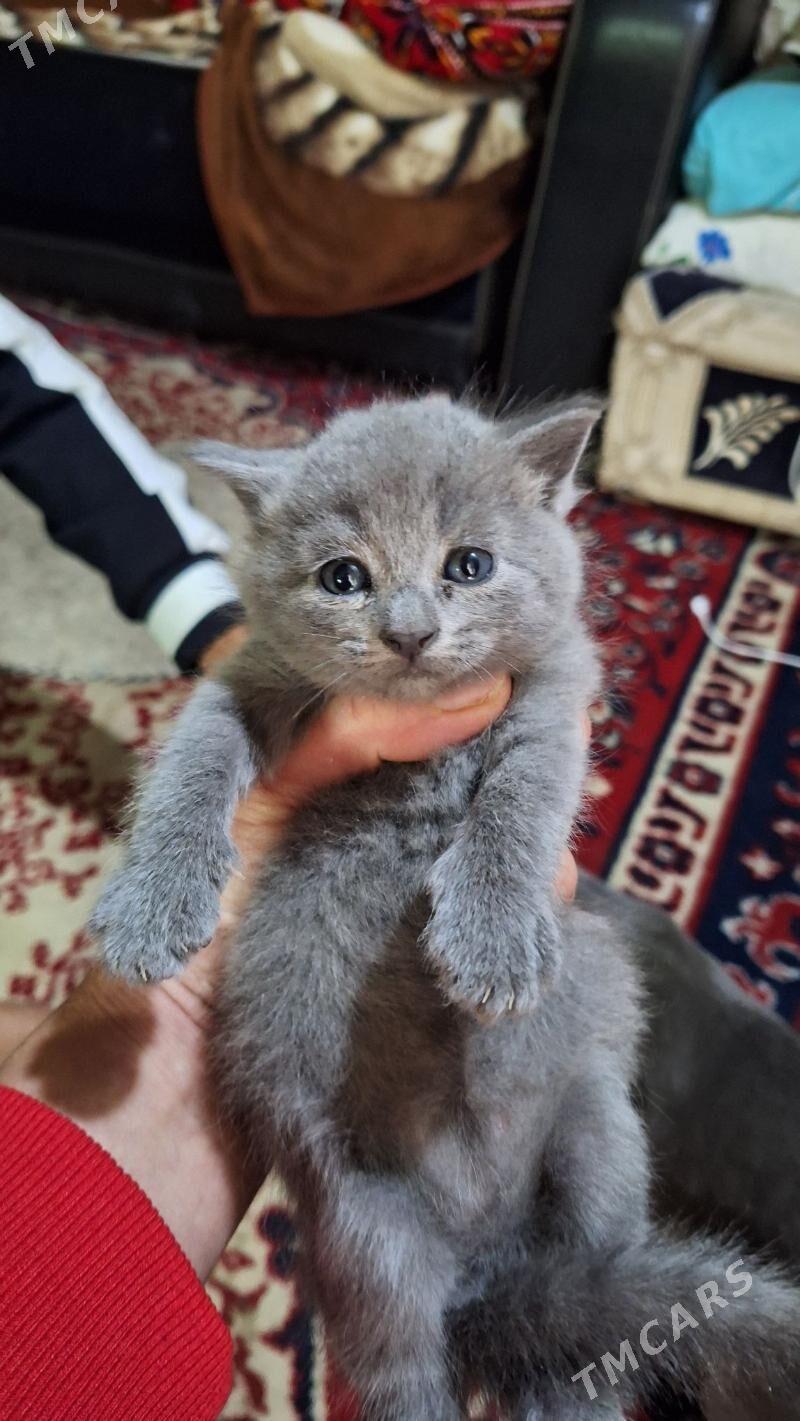 котята - Бузмеин ГРЭС - img 2