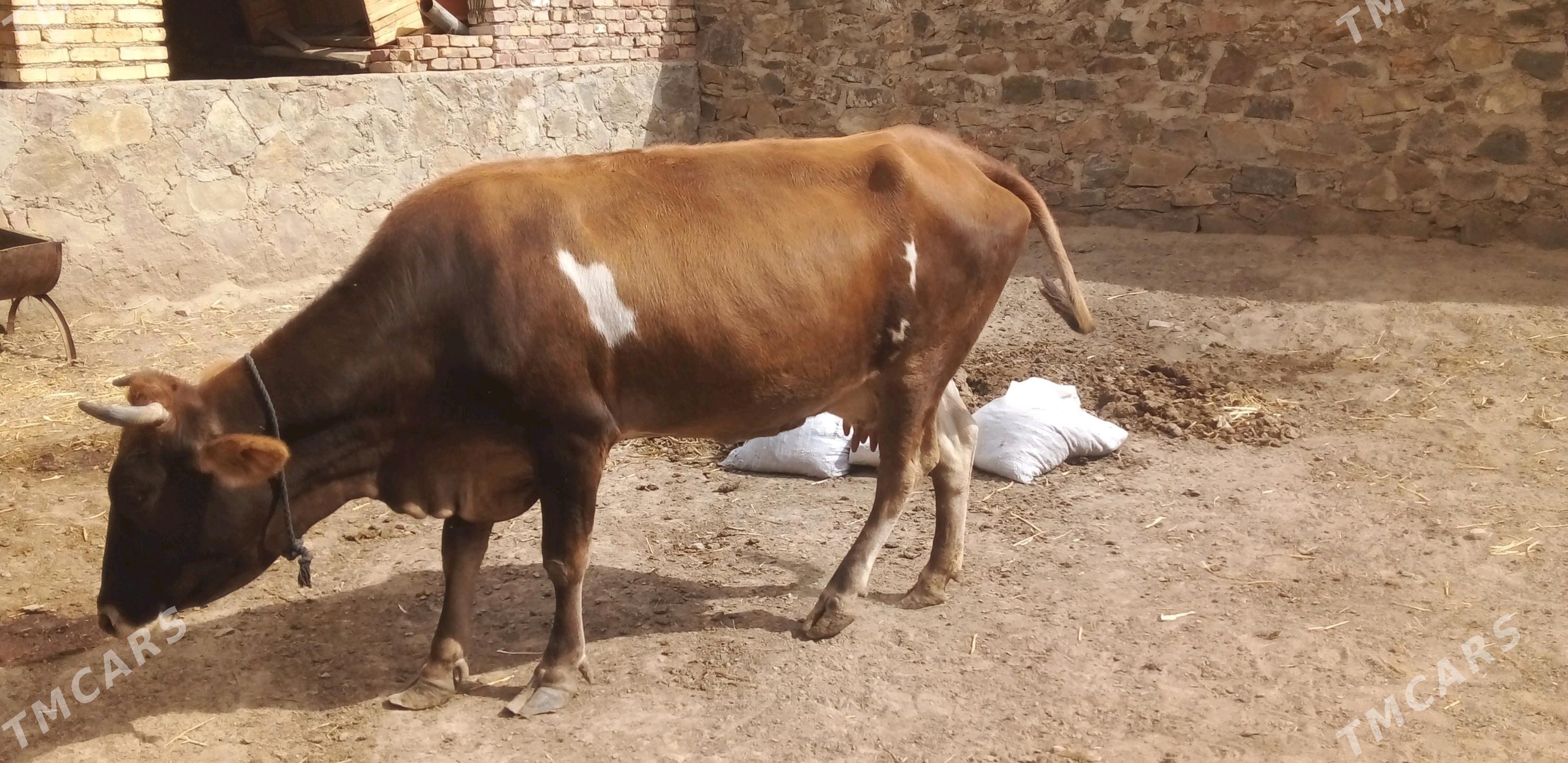 Göleli Sygyr - Bereket - img 2