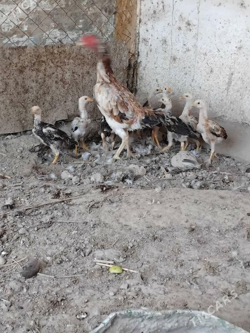 baysow juje - Çärjew - img 2