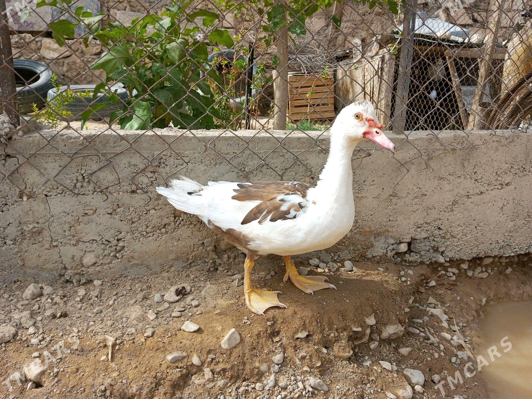 Ördek - Balkanabat - img 2