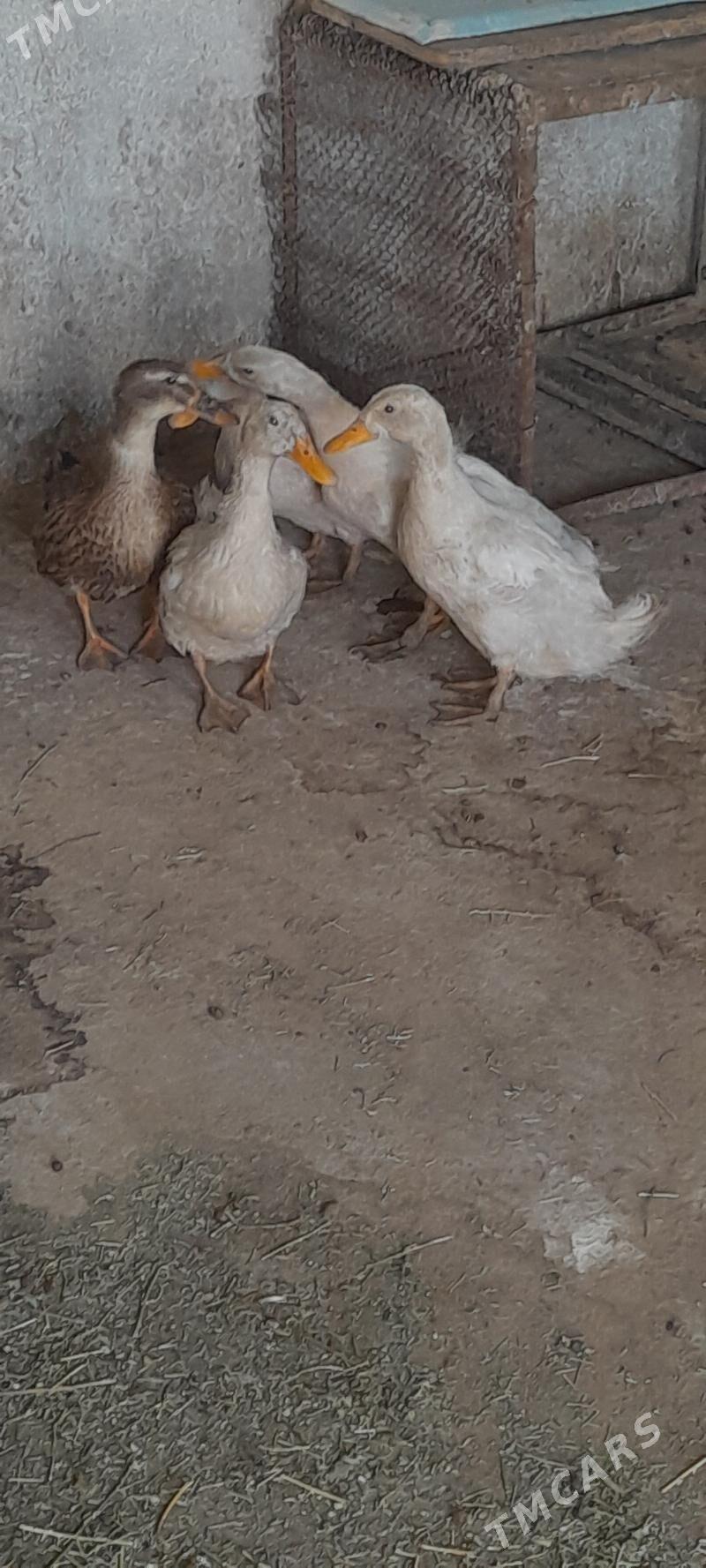 ordek - Кака - img 2