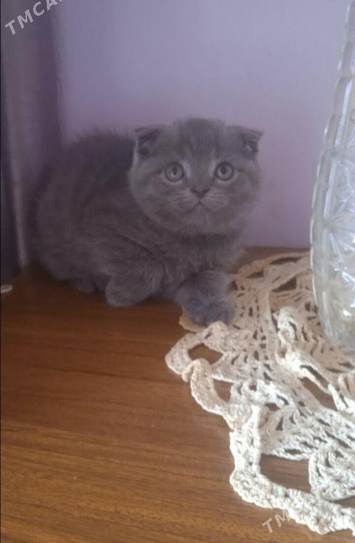 Котята - Туркменабат - img 2