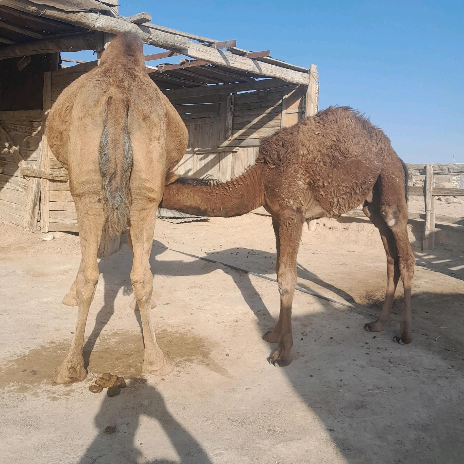düýe köşekli - Jebel - img 2