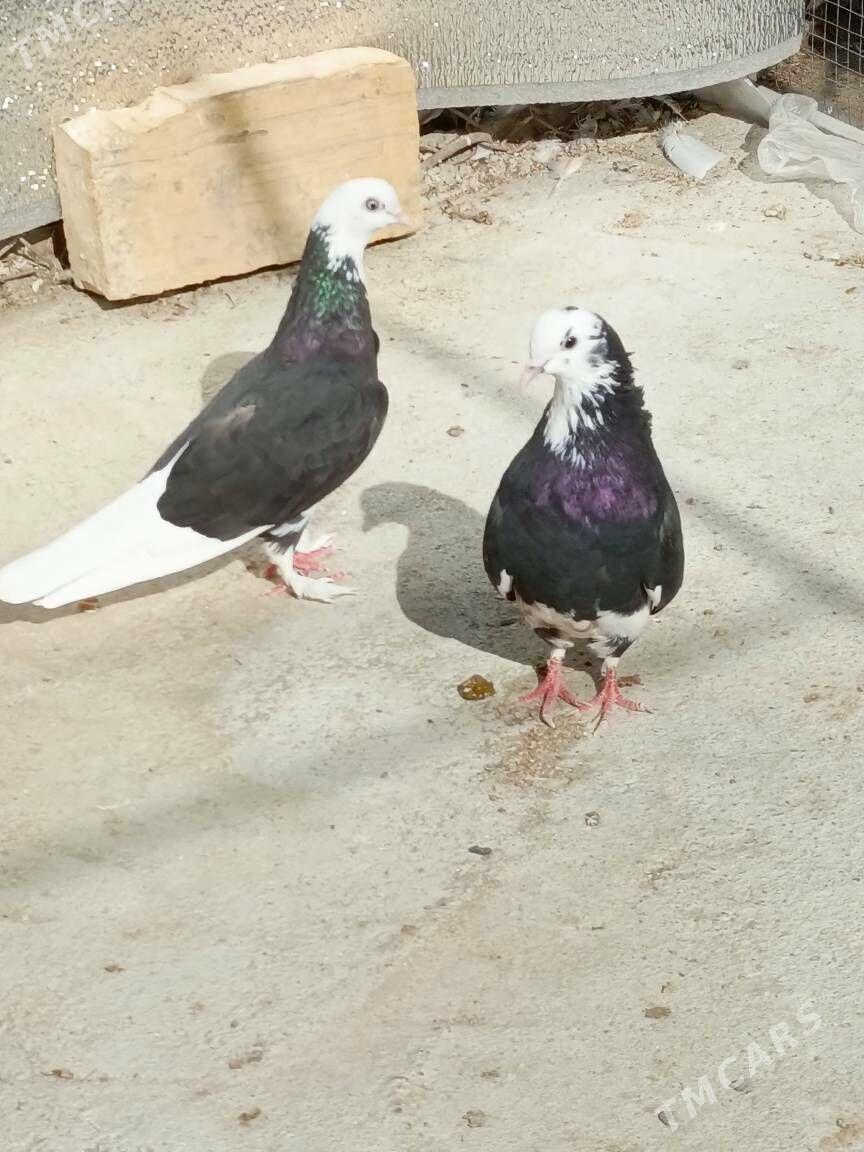 kepderi - Hitrowka - img 6