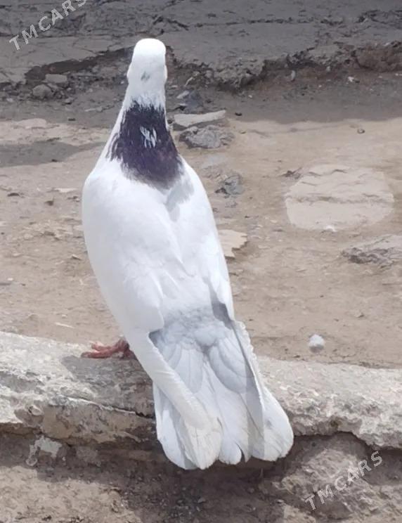 Голубь  - Туркменбаши - img 2