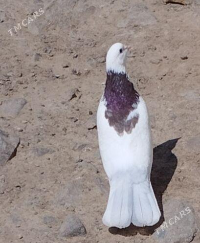 Голубь  - Туркменбаши - img 1