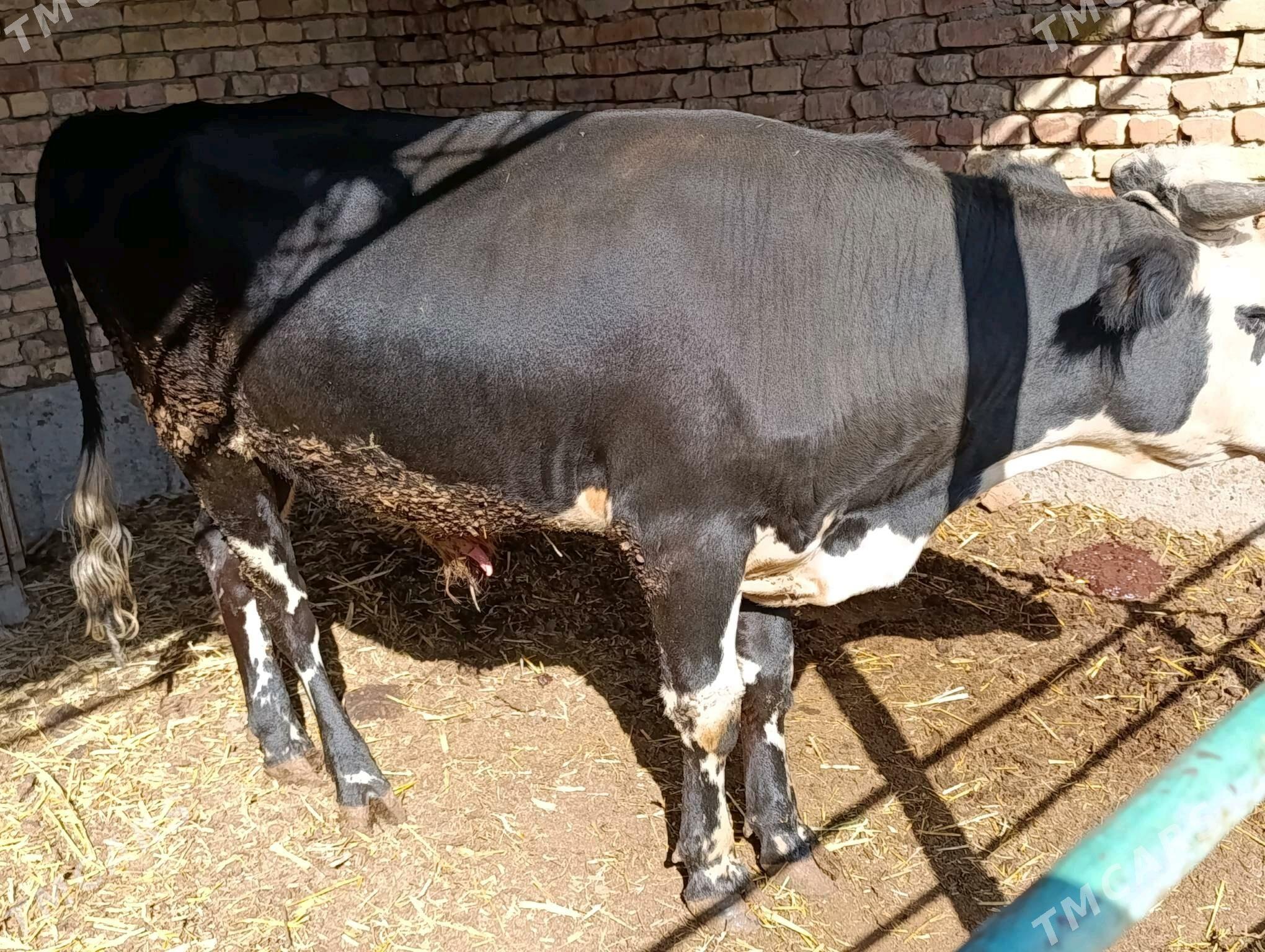 okuzler - Türkmenabat - img 2