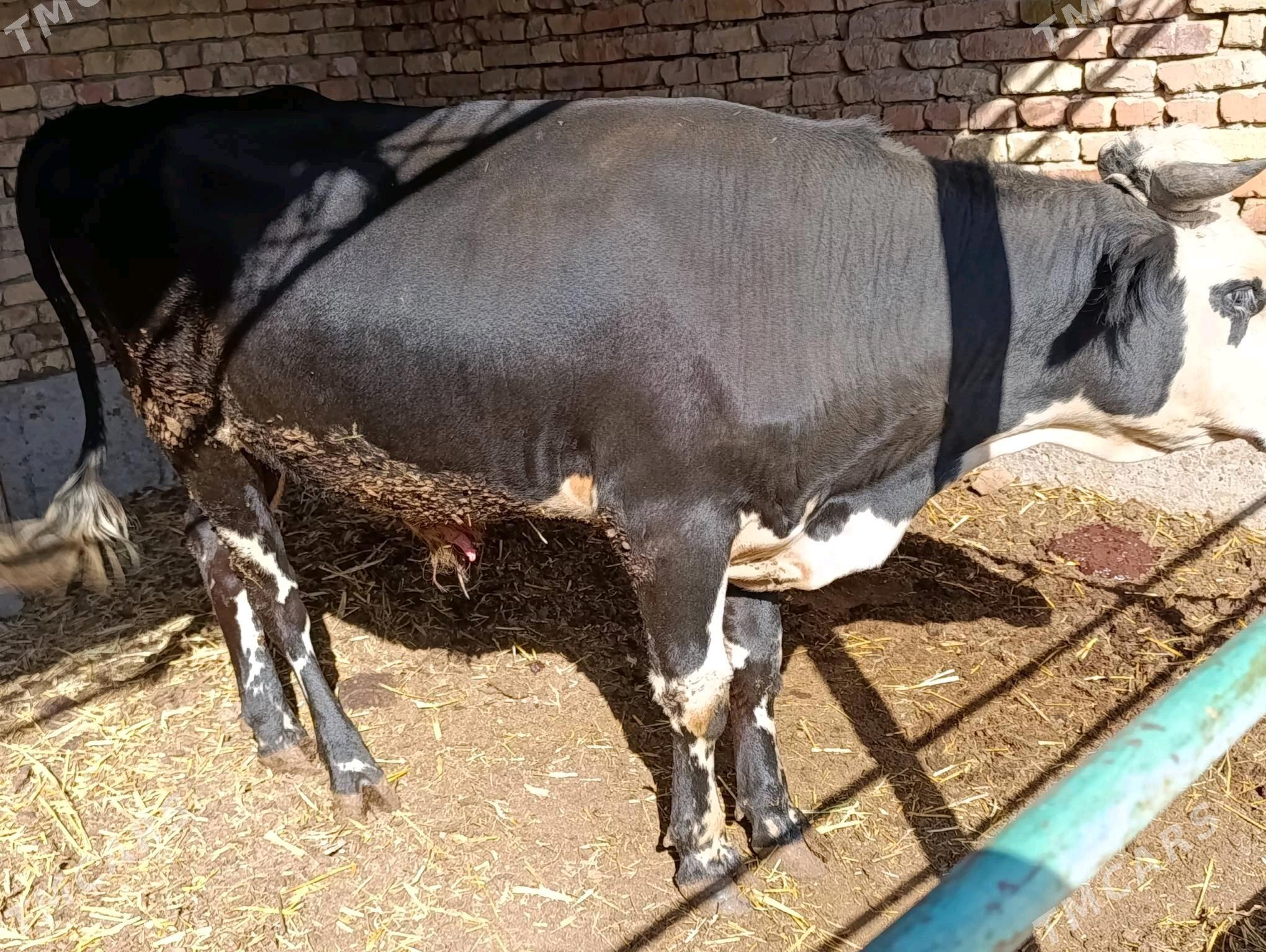 okuzler - Türkmenabat - img 3
