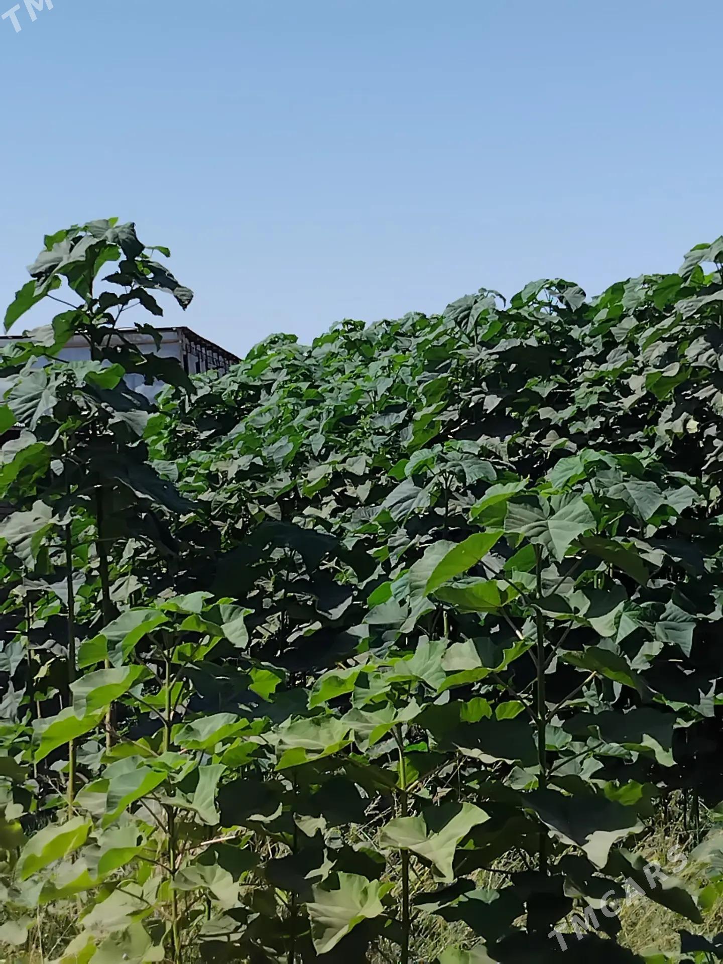 Pawloniya павлония - Чарджоу - img 2