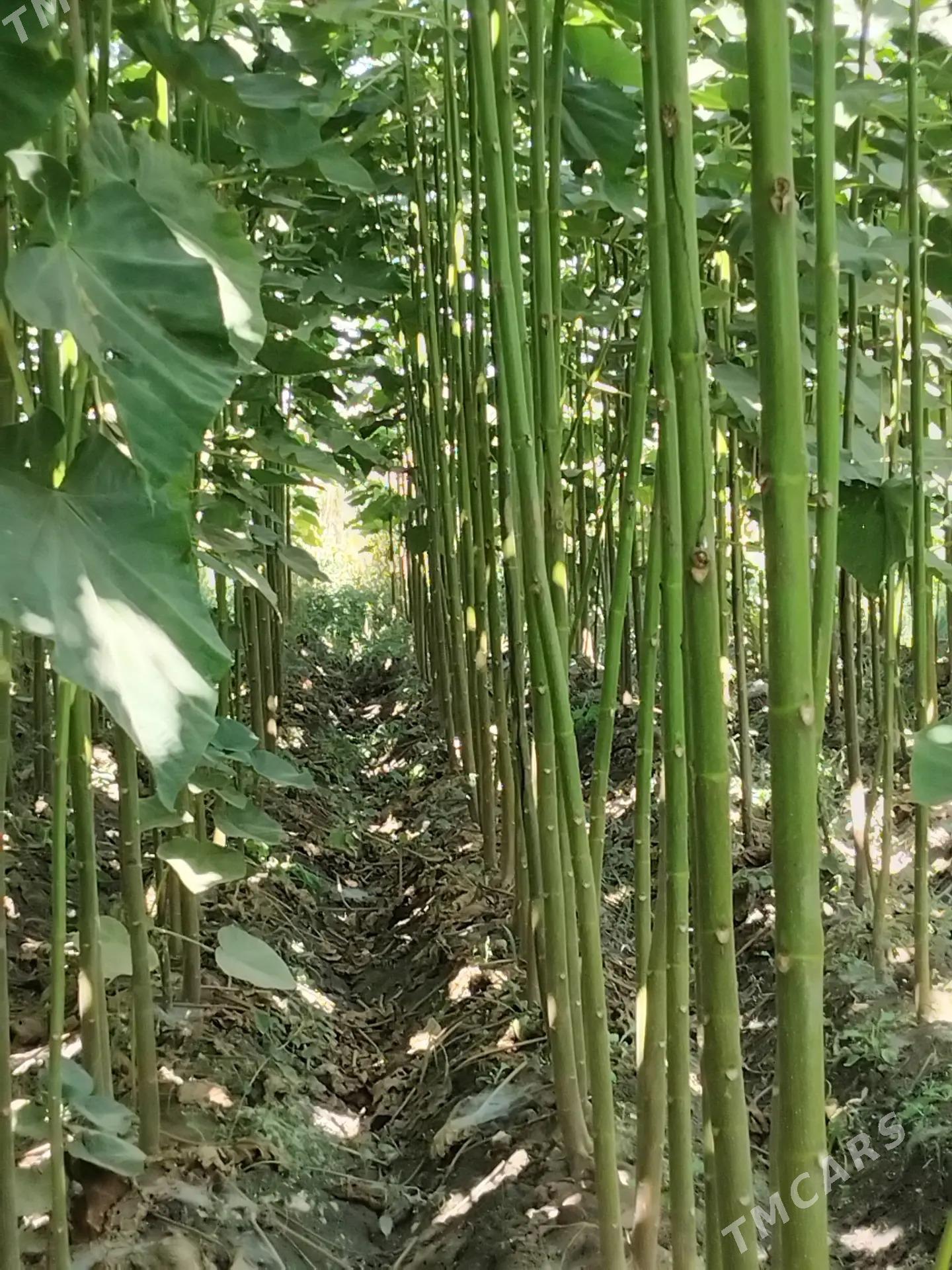 Pawloniya павлония - Чарджоу - img 7