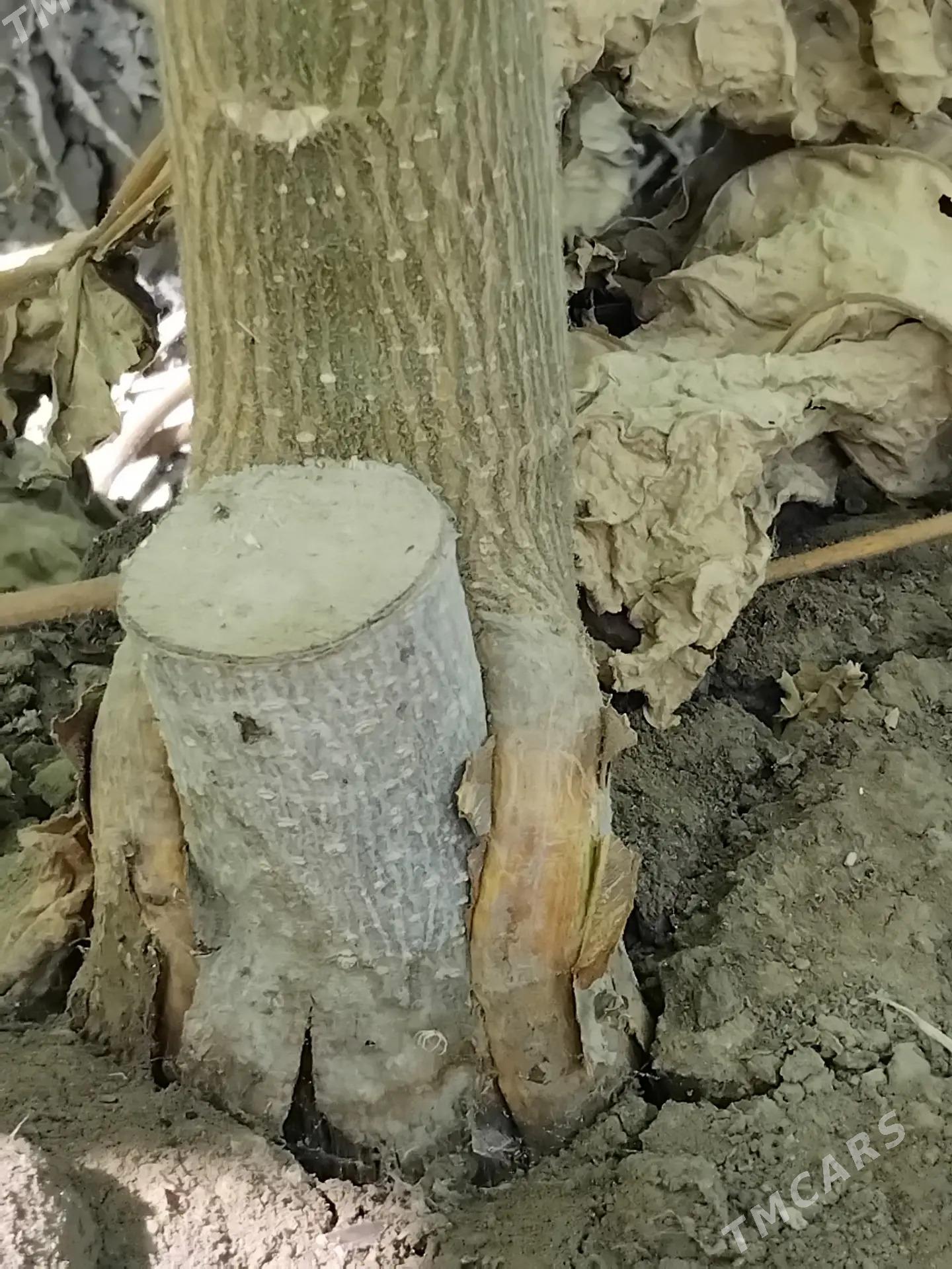 Pawloniya павлония - Чарджоу - img 3