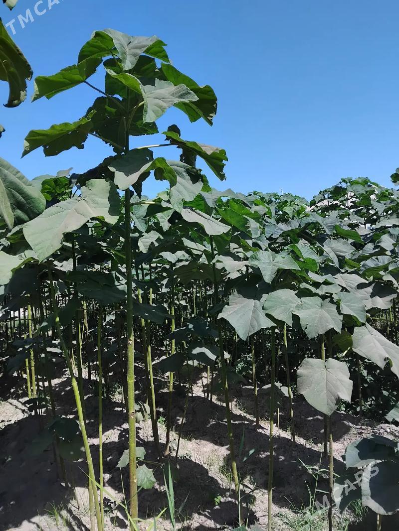 Pawloniya павлония - Чарджоу - img 5