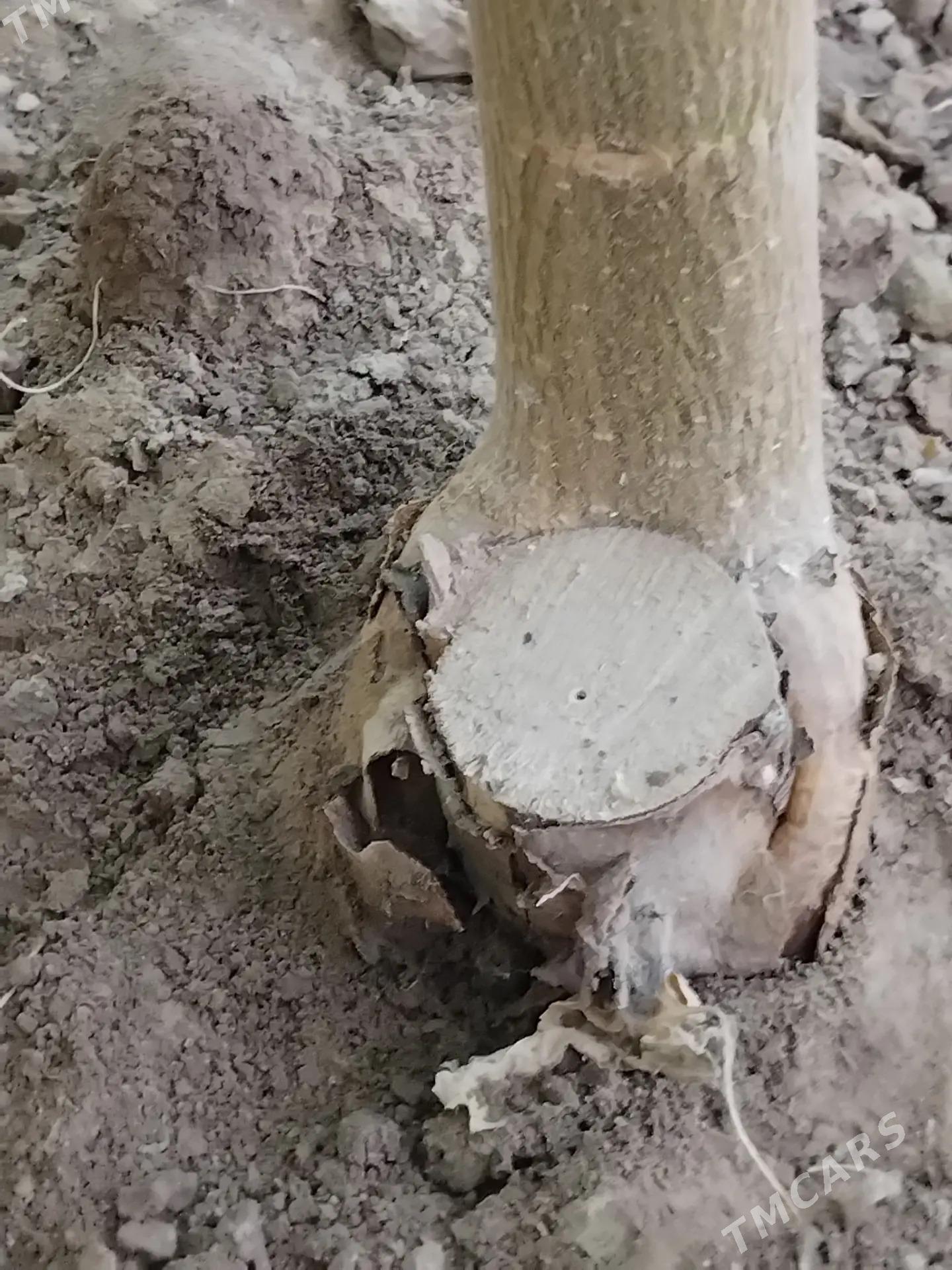 Pawloniya павлония - Чарджоу - img 6