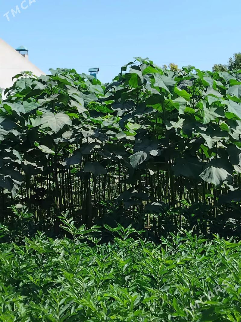 Pawloniya павлония - Чарджоу - img 4