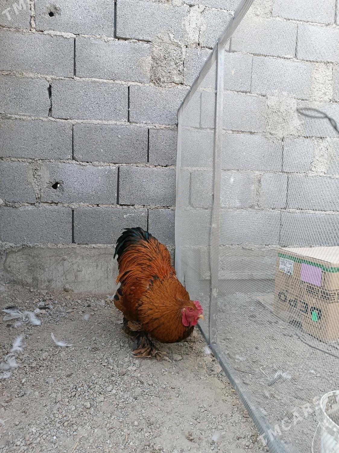 brama laset - Aşgabat - img 2