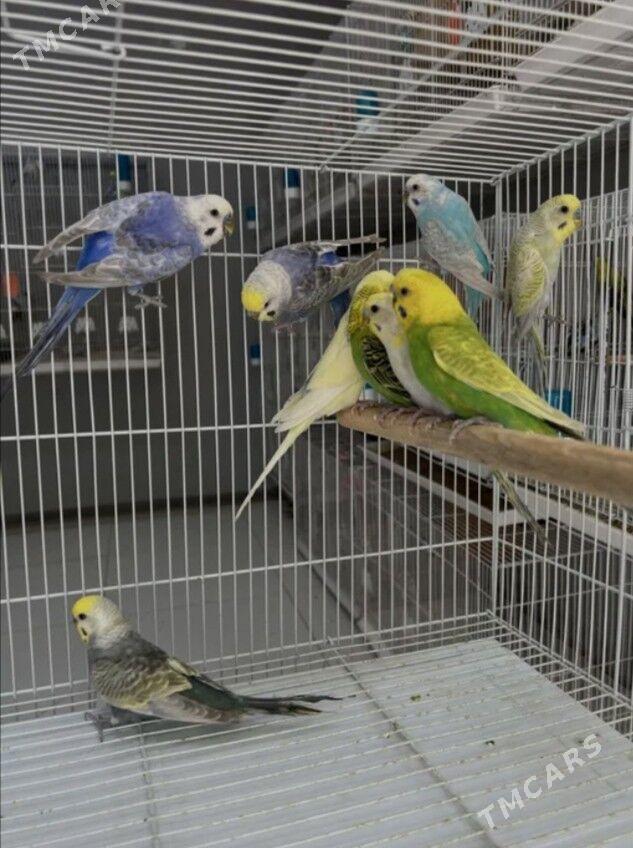 popugay sowgatlyk guslar - Aşgabat - img 2