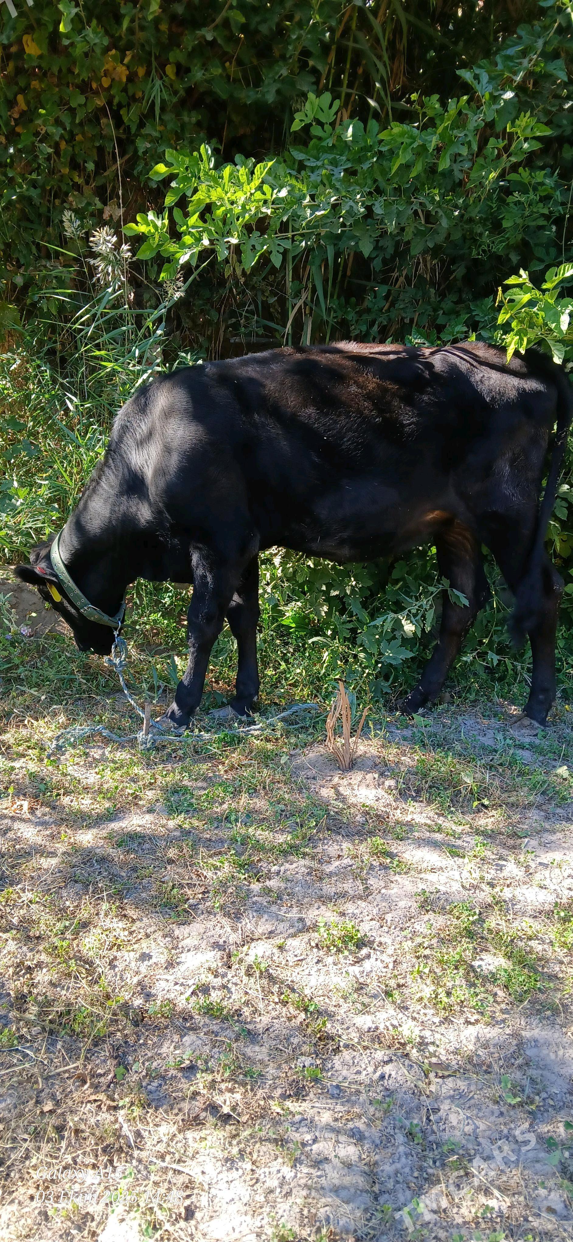 parodny unajyn ve öküzçe - Dänew - img 2