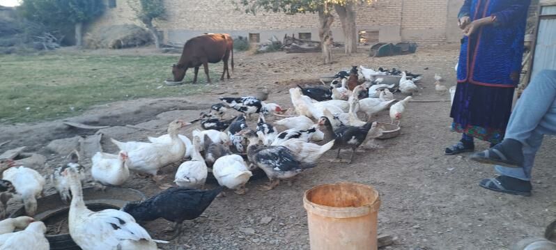 ordek muskus - Сакар - img 2