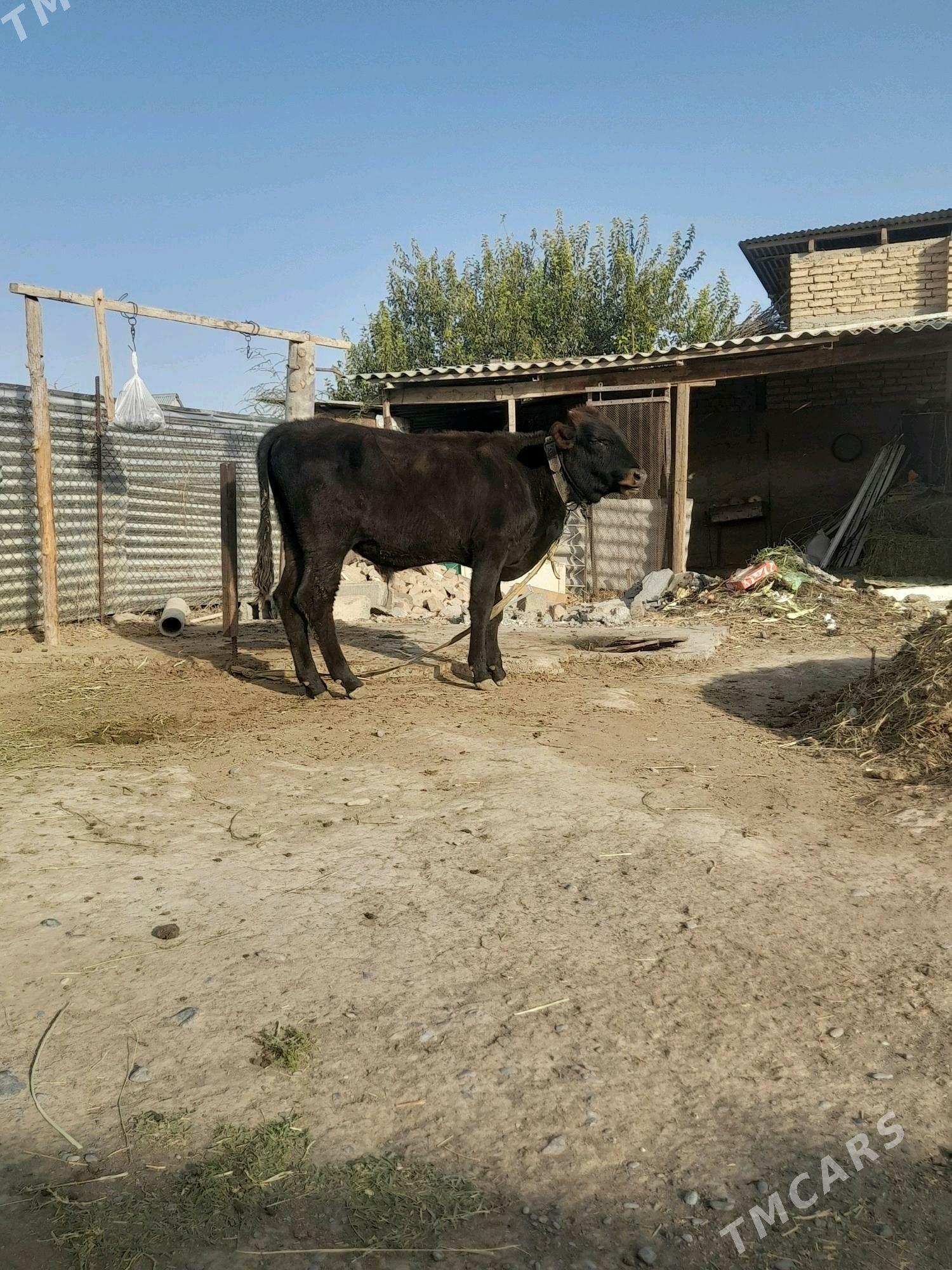 okuz - Gökdepe - img 2