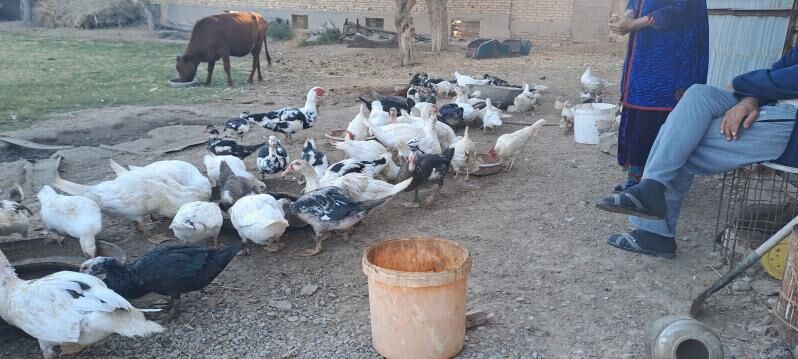 ordek muskus - Сакар - img 3