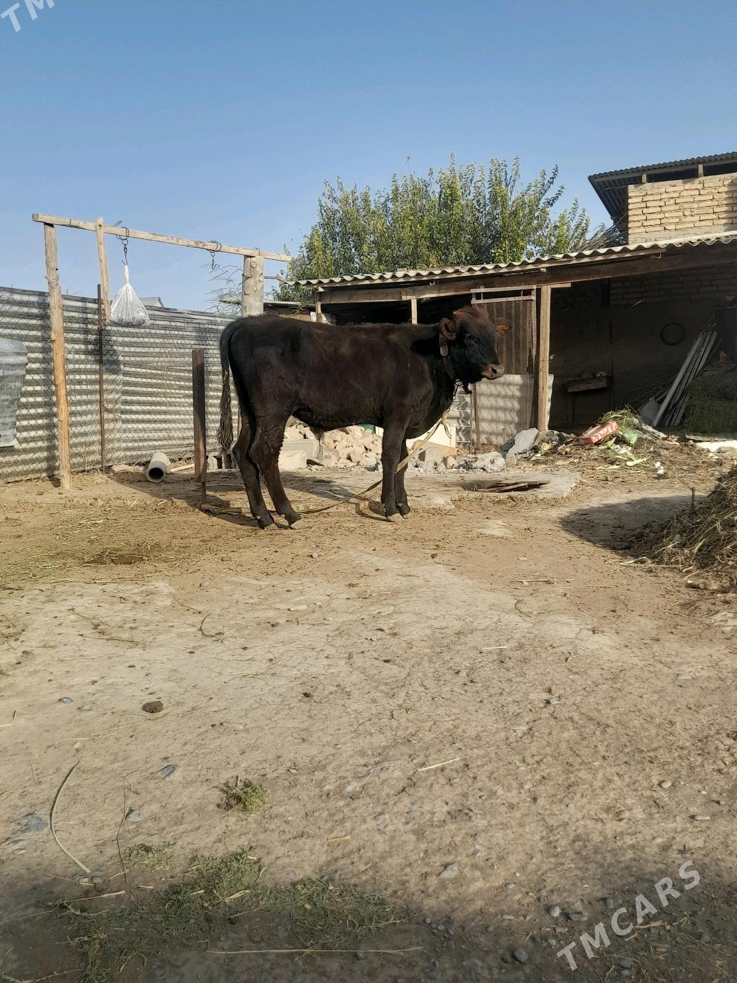 okuz - Gökdepe - img 3