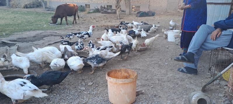 ordek muskus - Сакар - img 1