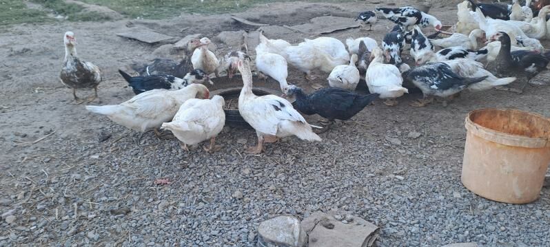 ordek muskus - Сакар - img 4