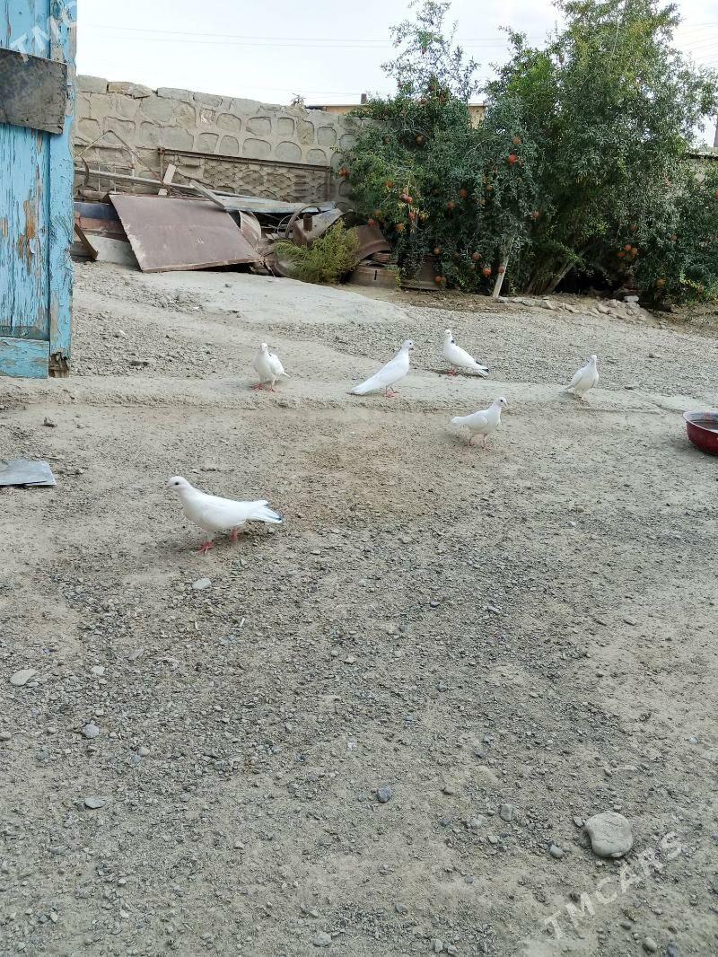 kepderi - Magtymguly - img 5