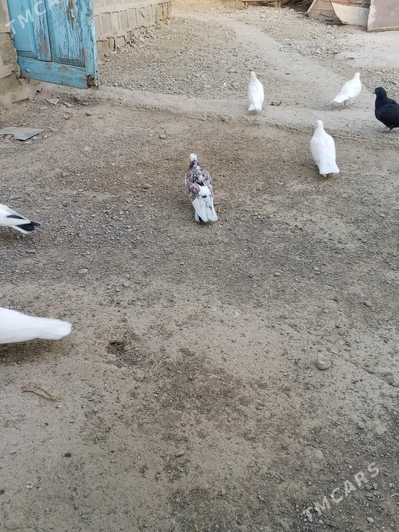 kepderi - Magtymguly - img 2