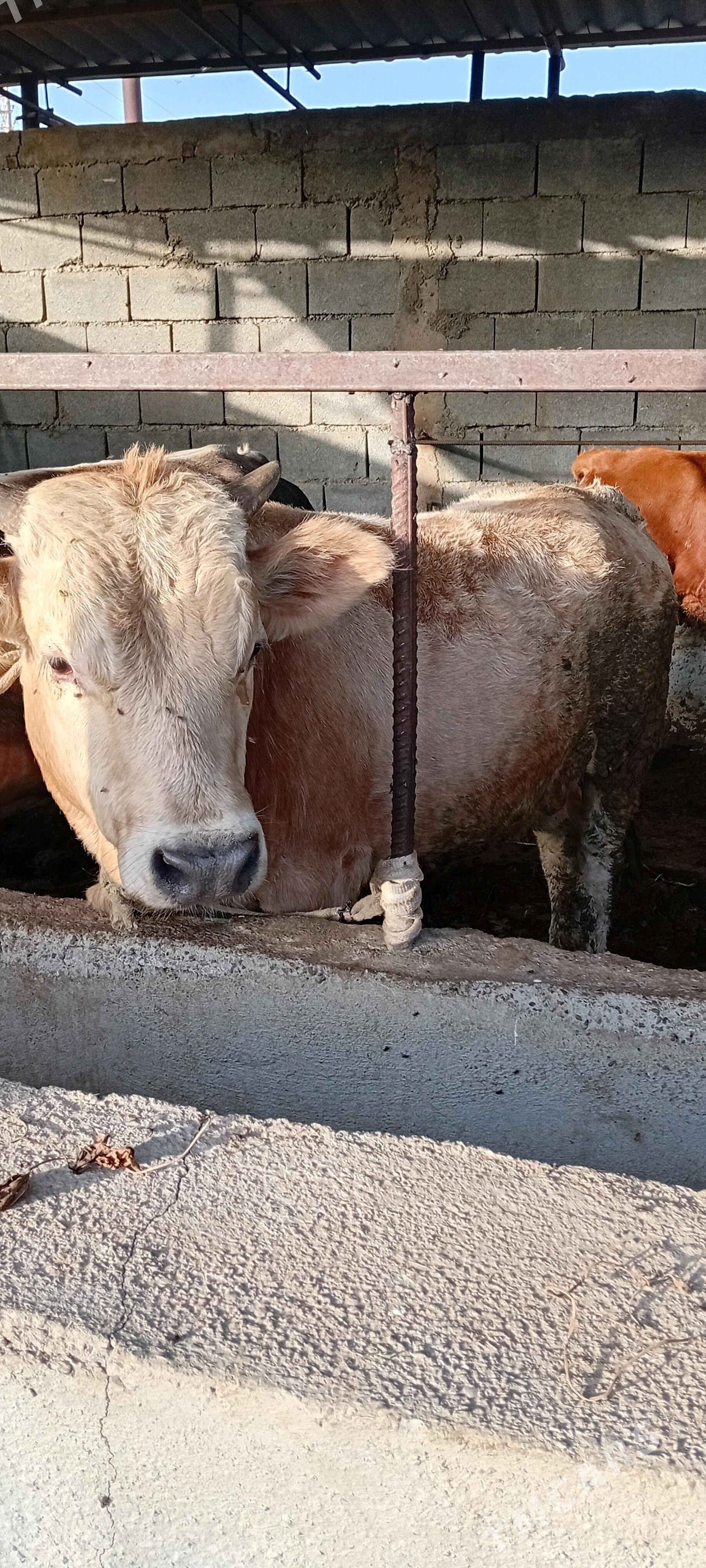 arginal 5 sany şwes öküzler - Gypjak - img 2
