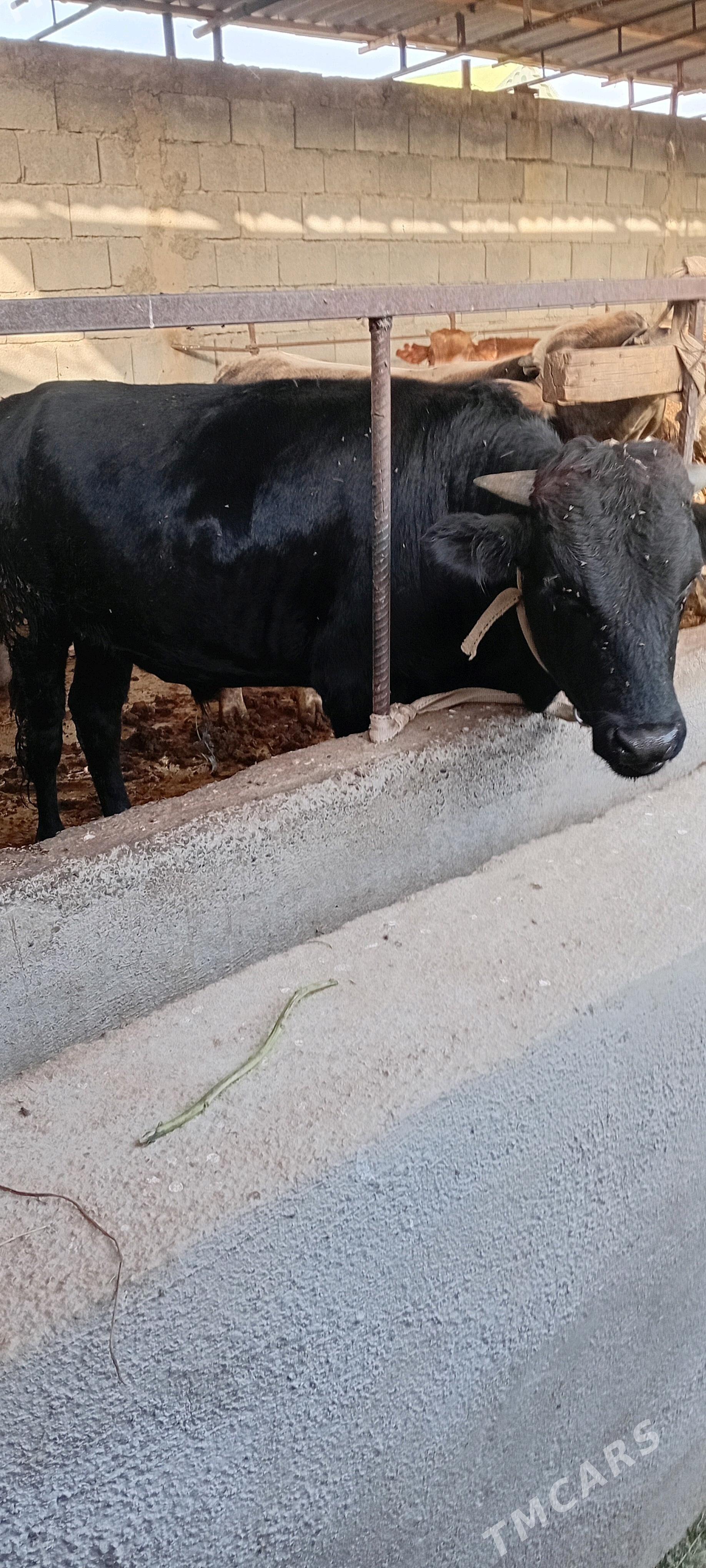 arginal 5 sany şwes öküzler - Gypjak - img 7