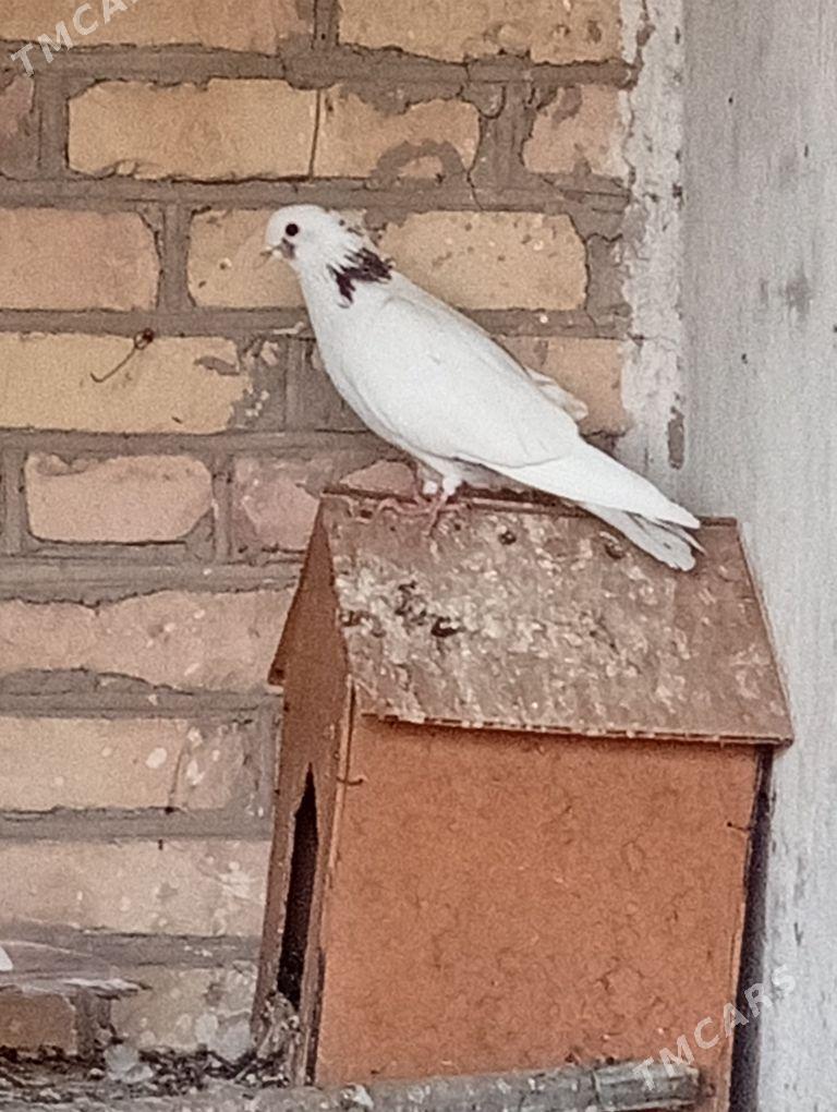 Kepderi - Саят - img 6