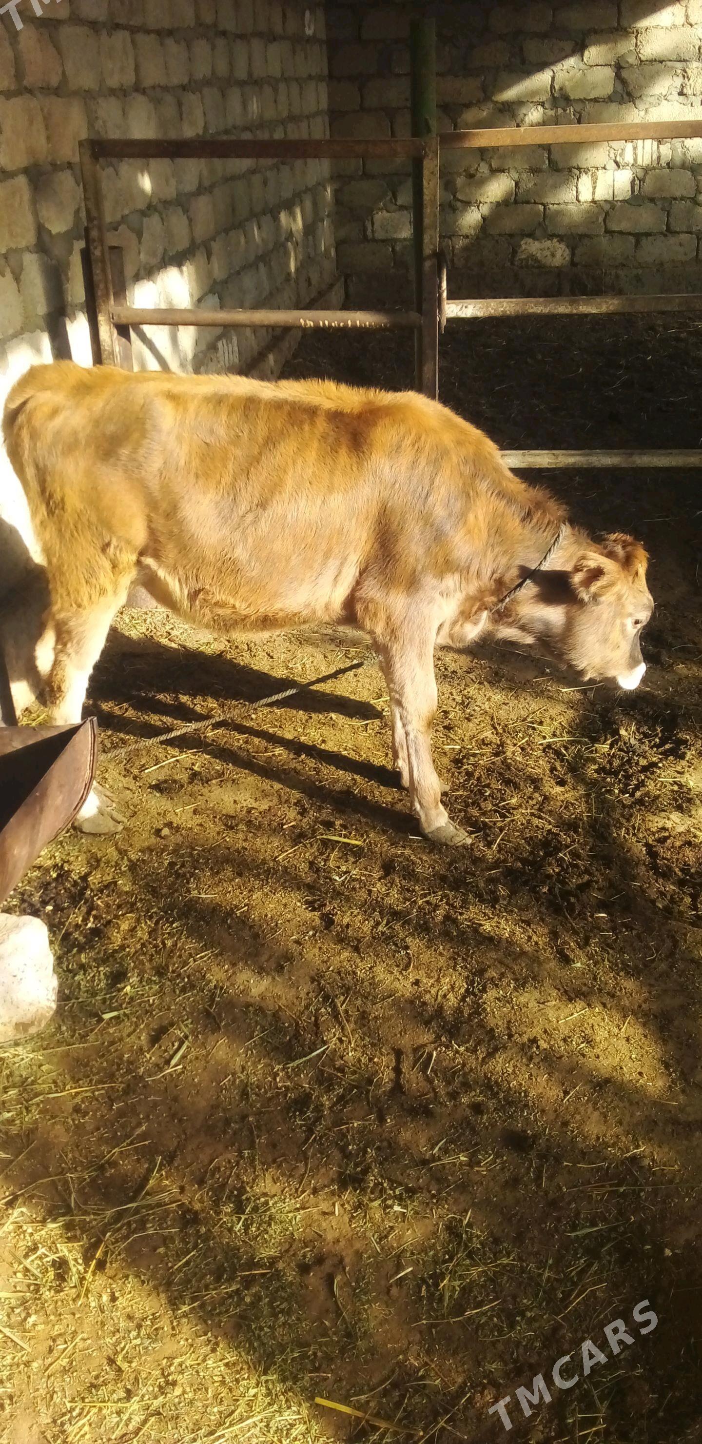 Göle - Gökdepe - img 2
