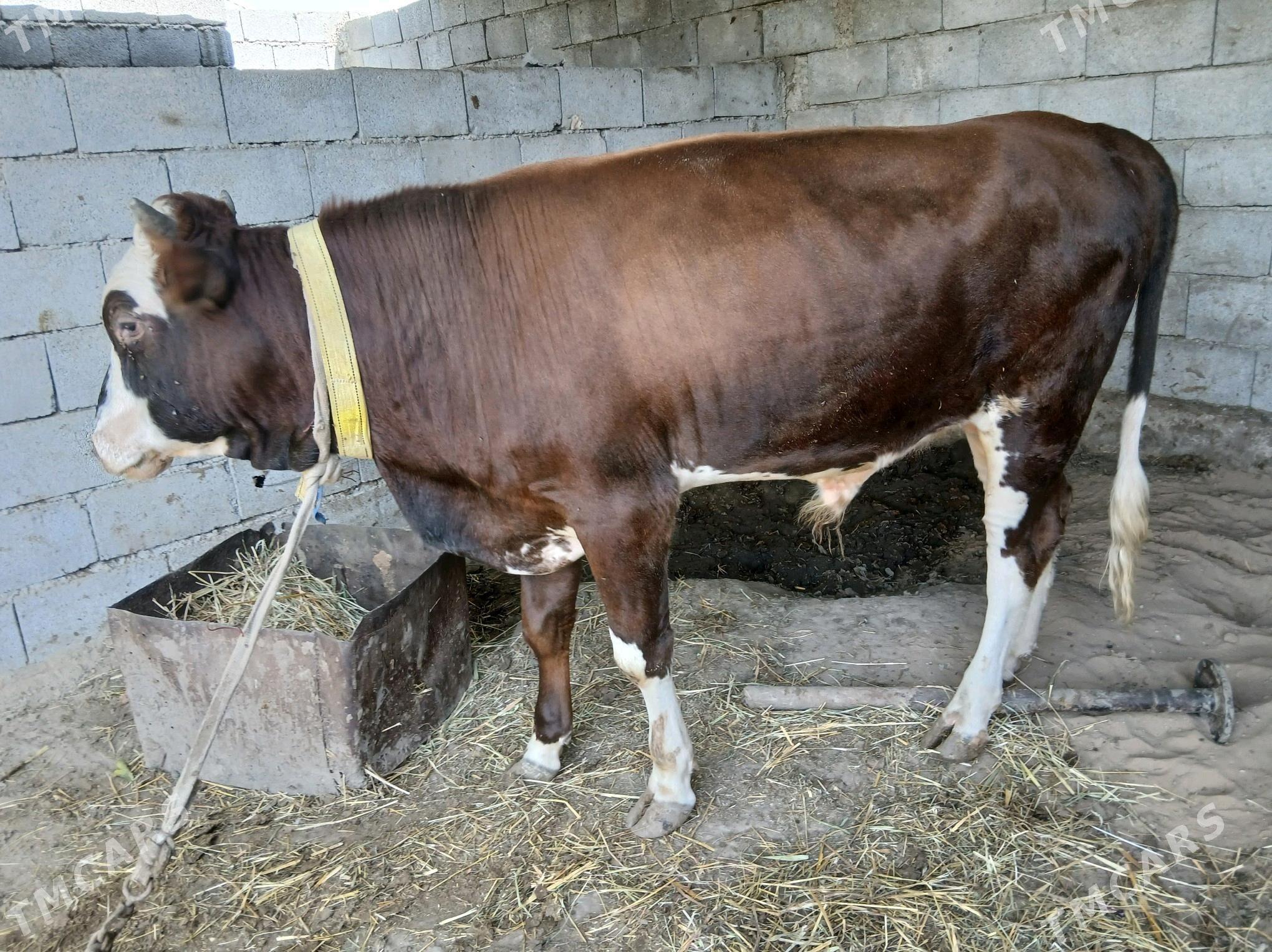 ökuz - Gökdepe - img 3
