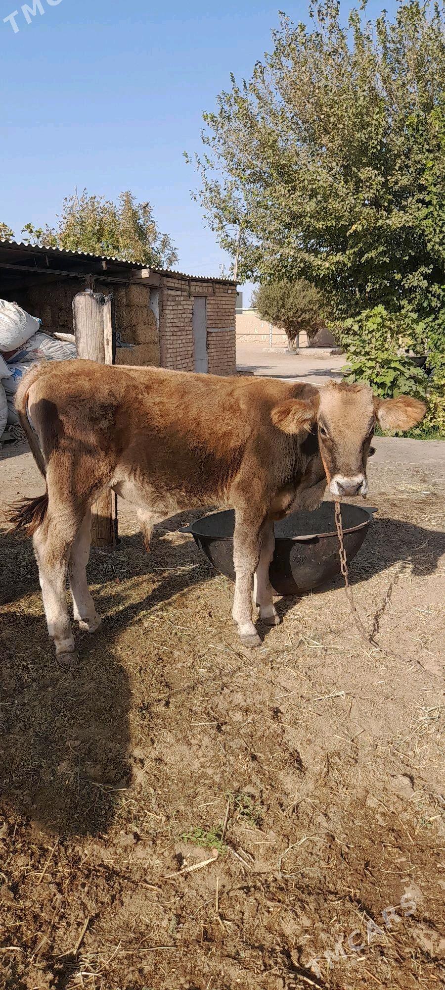 ÖküxÖküz - Babadaýhan - img 2