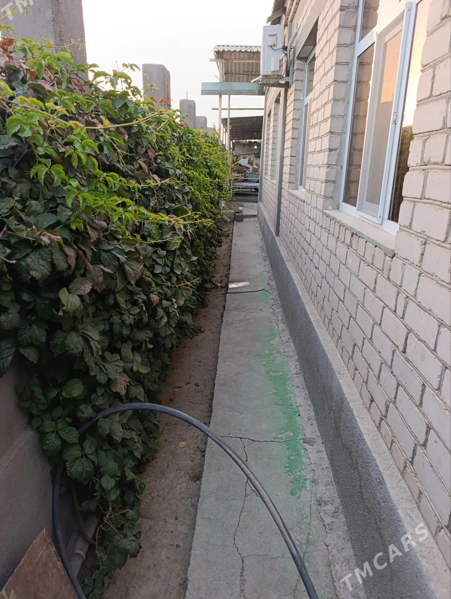 Buzmeyin garadaşaýak - Büzmeýin - img 1