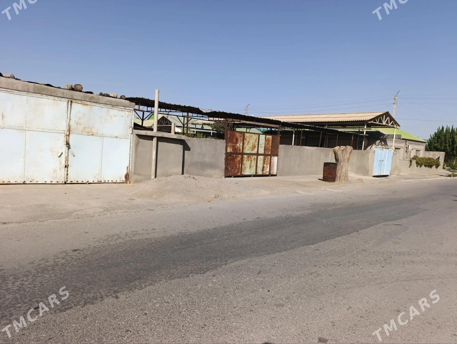 Buzmeyin garadaşaýak - Büzmeýin - img 4