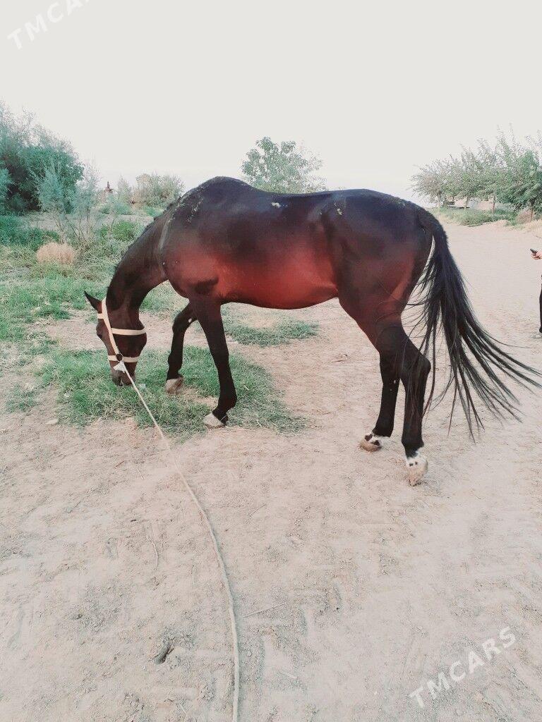 at - Бузмеин - img 2