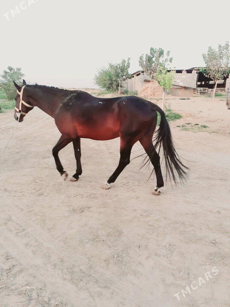 at - Бузмеин - img 3