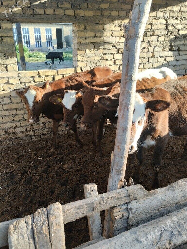 Ангус унажынлар - Чарджоу - img 2