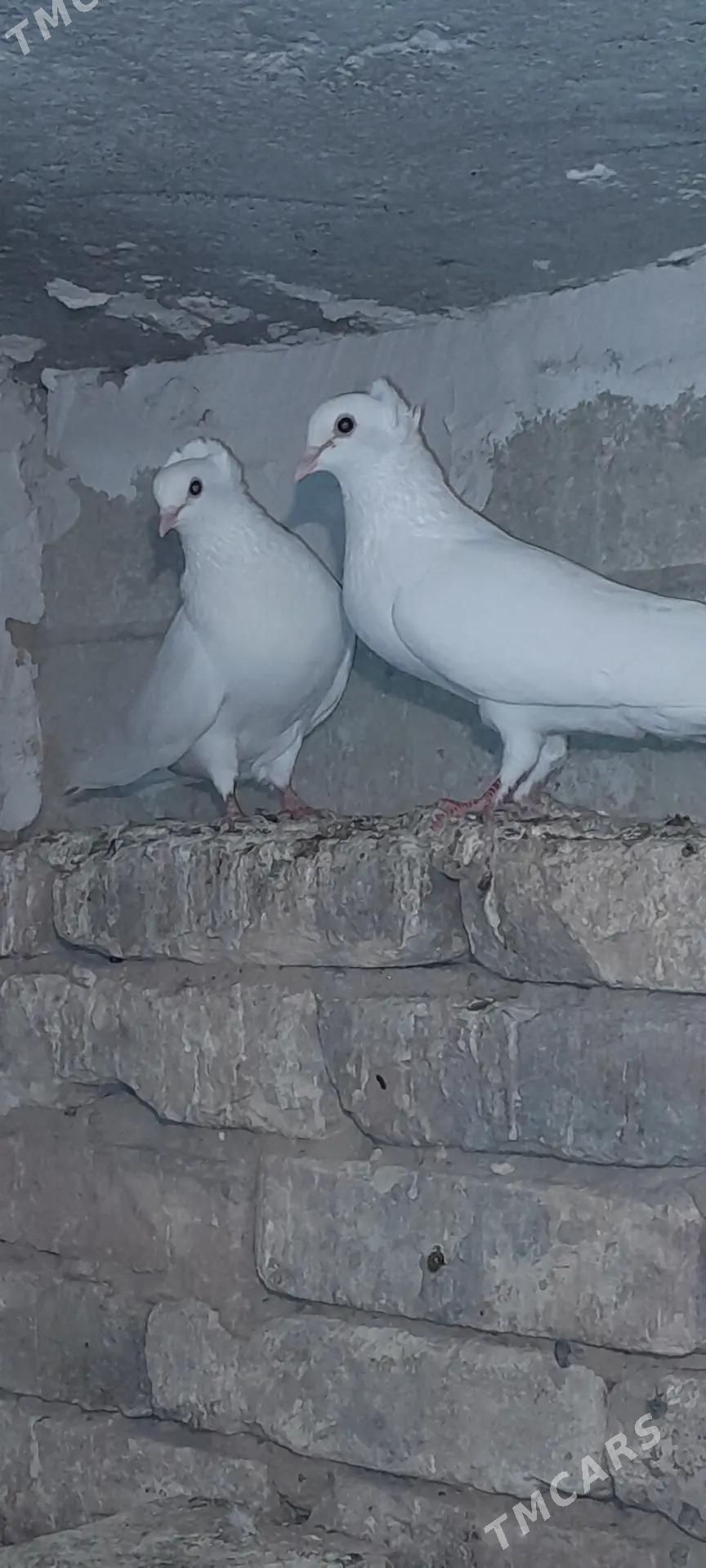 Kepderi - Aşgabat - img 3