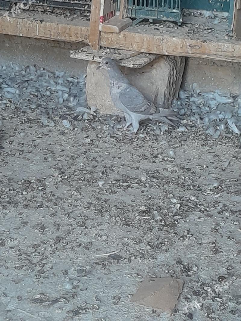 kepderi - Gyzylarbat - img 3