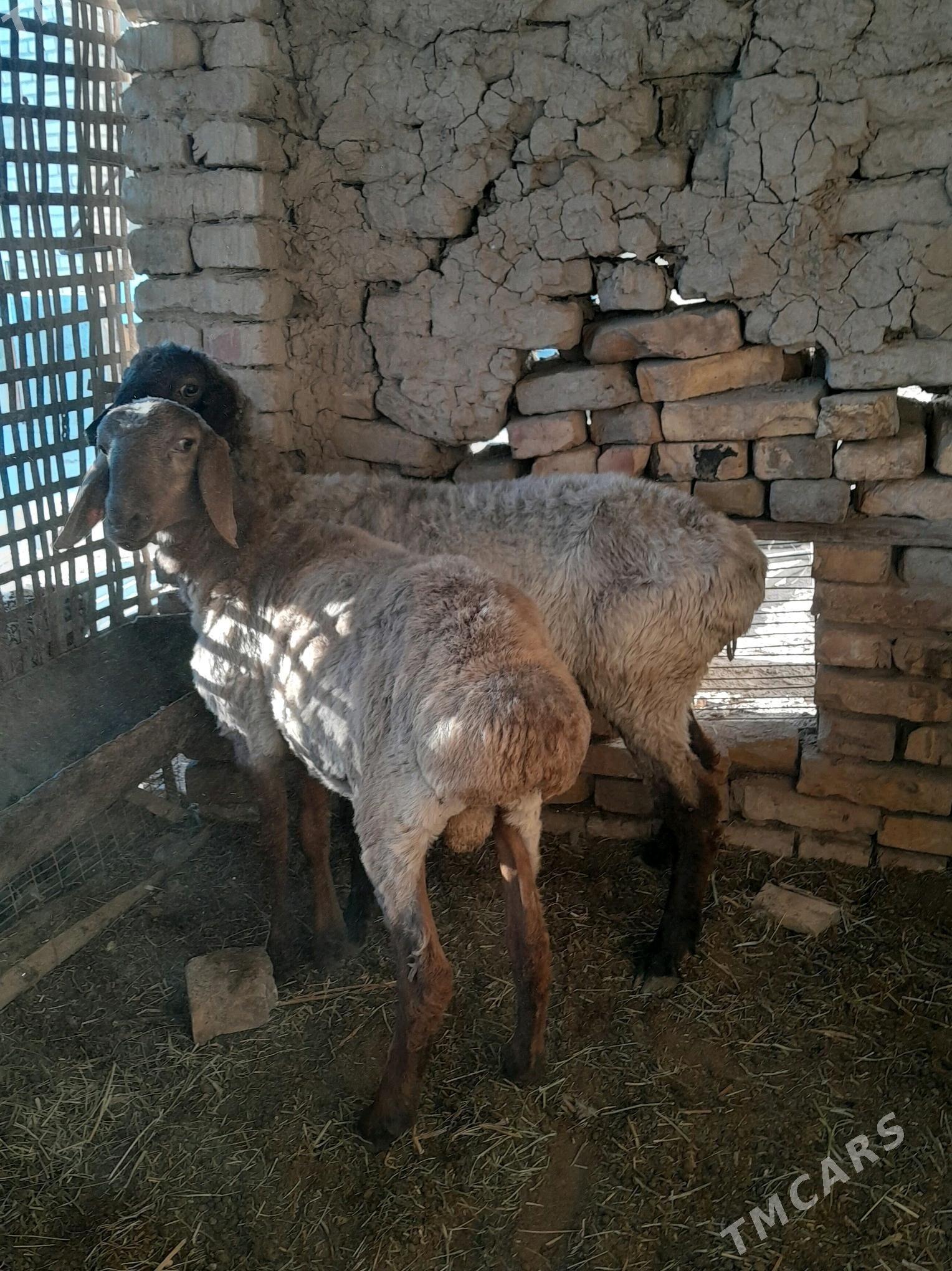 guzuly goyun - Türkmenabat - img 3