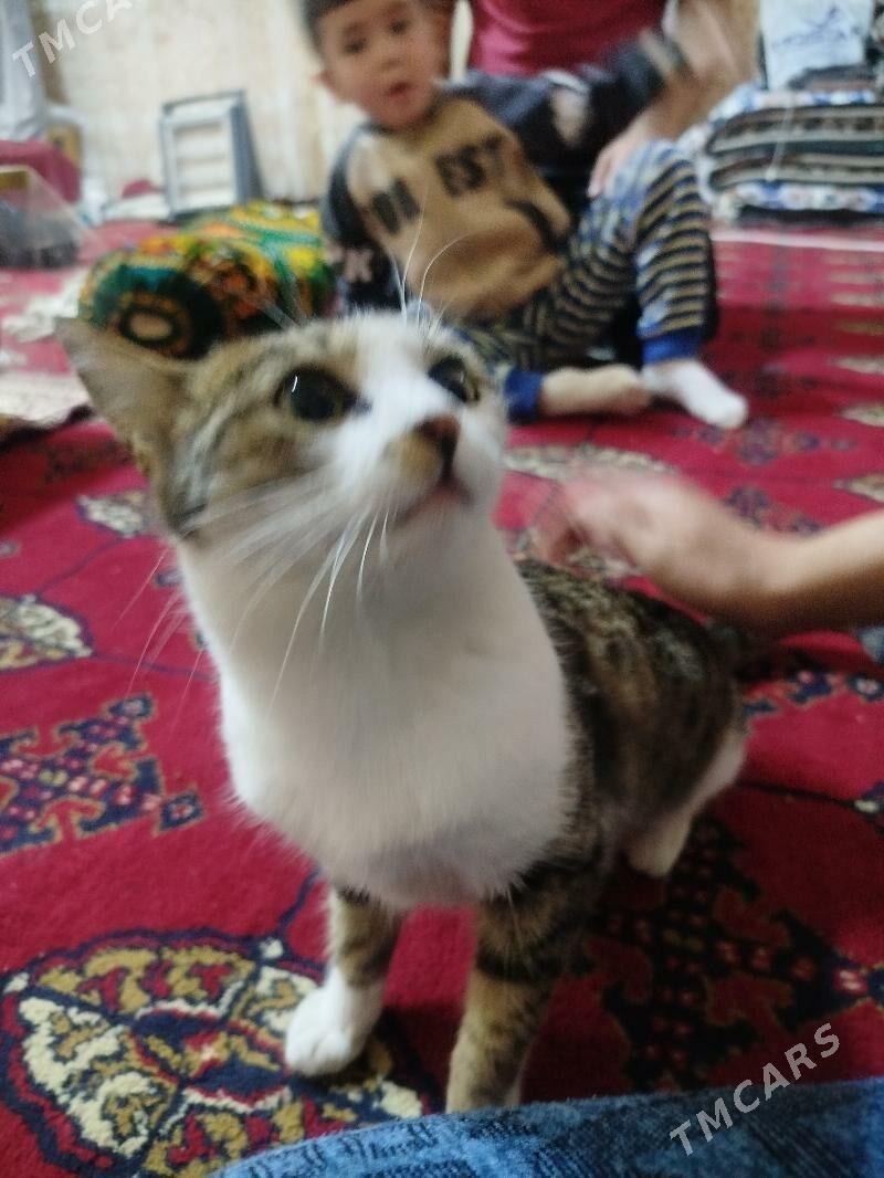 pişik  - Daşoguz - img 2