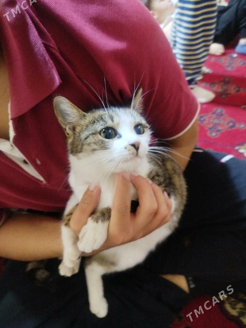 pişik  - Daşoguz - img 1