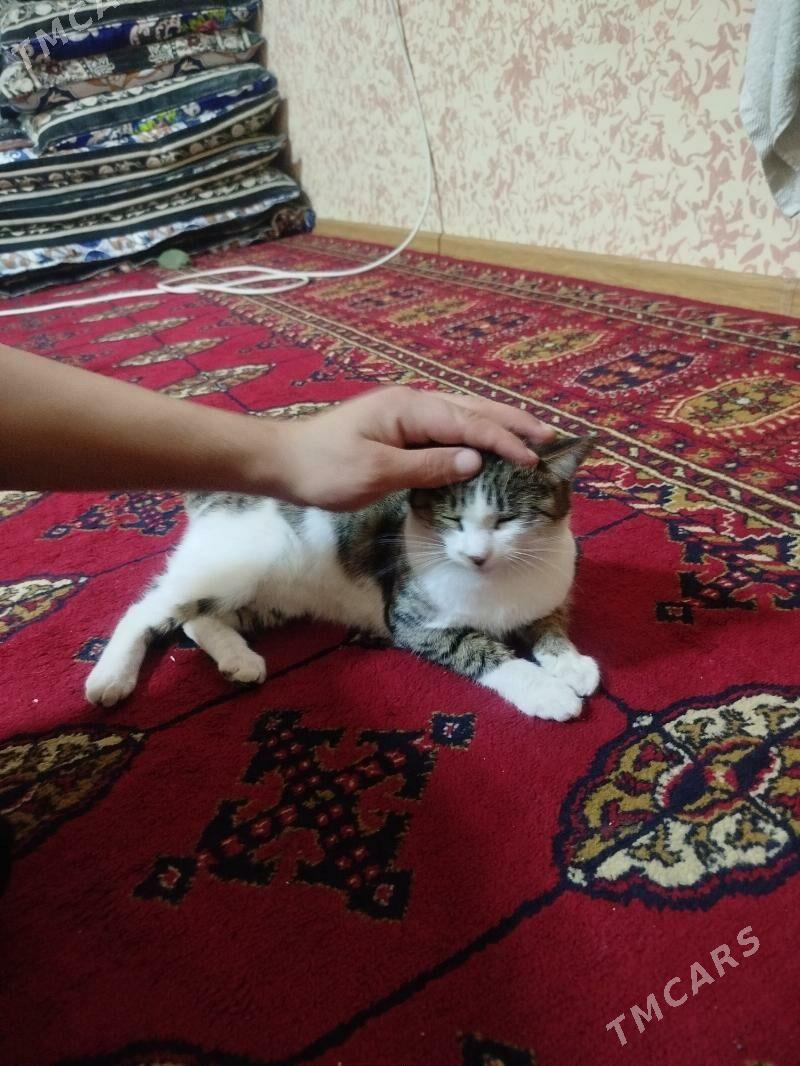 pişik  - Daşoguz - img 3