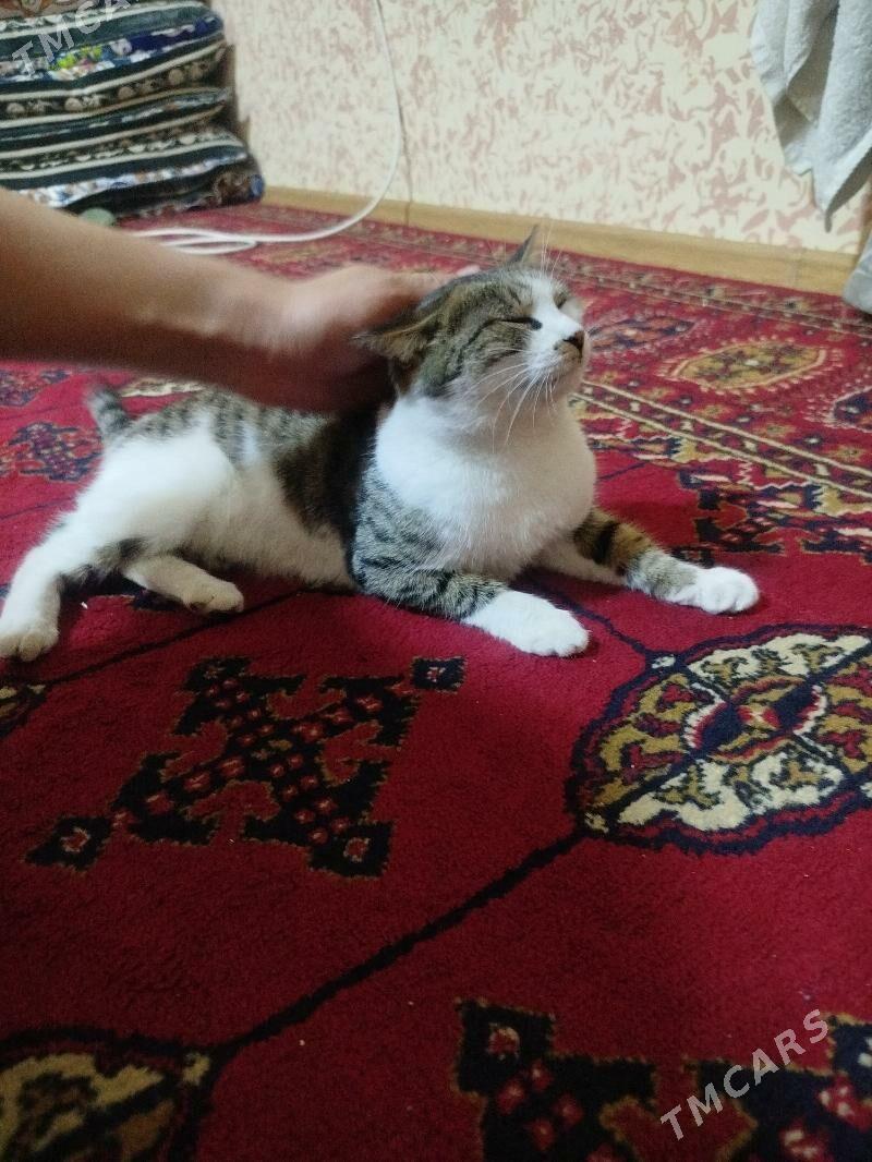 pişik  - Daşoguz - img 6