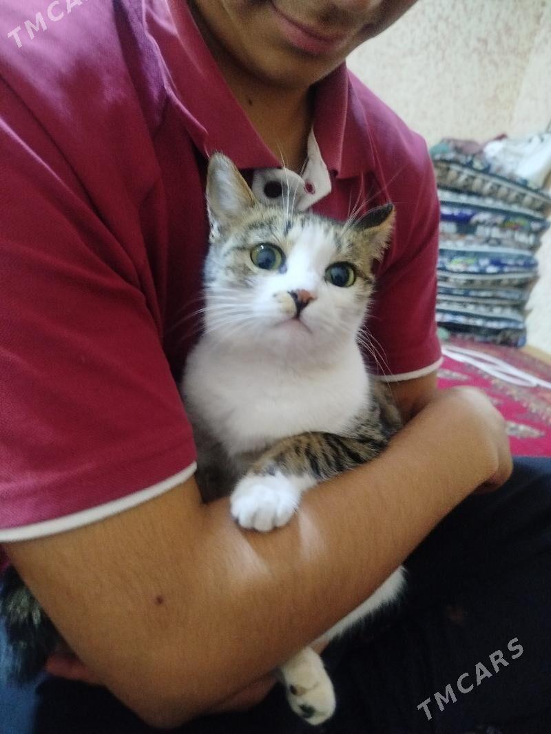 pişik  - Daşoguz - img 7